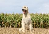 IRISH WOLFHOUND 114